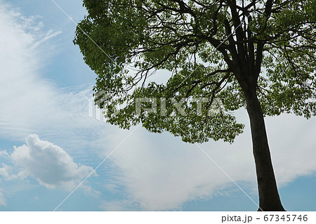 愛知県名古屋市にある大高緑地公園、1本の木 愛知県名古屋市にある大高緑地公園、1本の木 67345746
