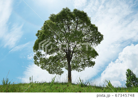 愛知県名古屋市にある大高緑地公園、1本の木 愛知県名古屋市にある大高緑地公園、1本の木 67345748