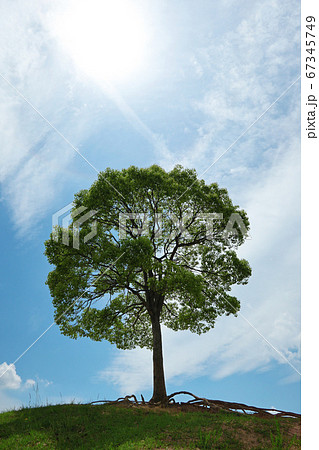 愛知県名古屋市にある大高緑地公園、1本の木 愛知県名古屋市にある大高緑地公園、1本の木 67345749