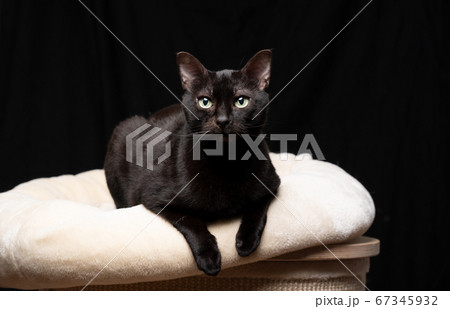 black cat resting on pet bed black cat resting on pet bed 67345932