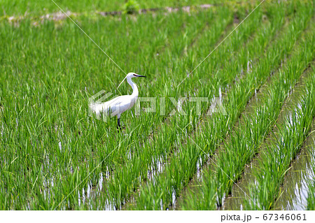 田んぼのコサギ 婚姻色 67346061