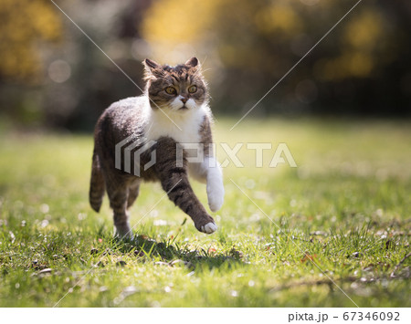 running cat ooutdoors on grass running cat ooutdoors on grass 67346092