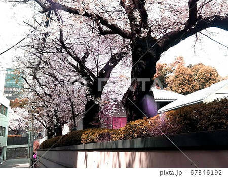 東京都港区の桜並木 67346192