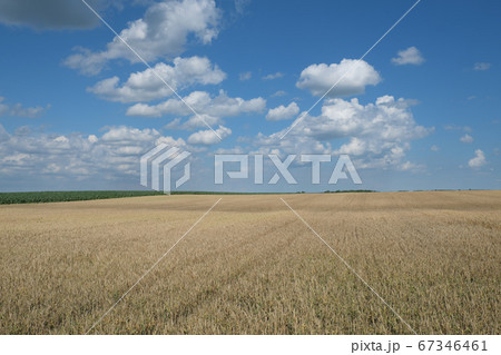Wheat field ready for harvest in early summer Wheat field ready for harvest in early summer 67346461