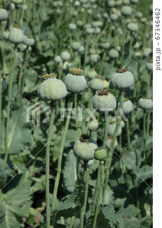 Green poppy cocoons in late spring Green poppy cocoons in late spring 67346462