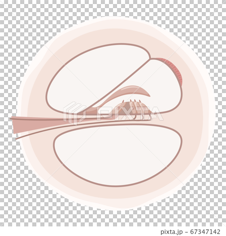 蝸牛の断面の構造のイラスト_コルチ器 蝸牛の断面の構造のイラスト_コルチ器 67347142