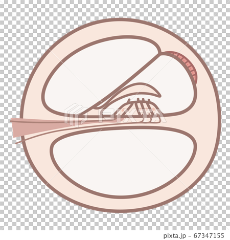 蝸牛の断面の構造のイラスト_コルチ器のイラスト素材 [67347155] - PIXTA