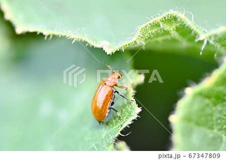 ウリハムシ 67347809