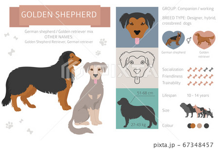 Designer dogs, crossbreed, hybrid mix pooches Designer dogs, crossbreed, hybrid mix pooches 67348457