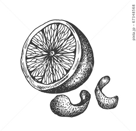 Vector hand drawn lemon illustration in vintage style Vector hand drawn lemon illustration in vintage style 67348568
