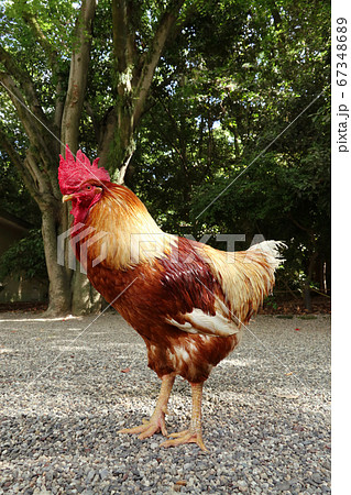 愛知県名古屋市にある熱田神宮、神の使いといわれる鶏 67348689