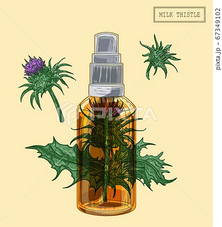 Medical milk thistle cloves and sprayer Medical milk thistle cloves and sprayer 67349102