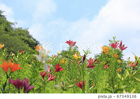ところざわのゆり園　青空と百合の丘 67349136