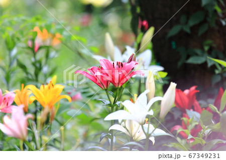 ところざわのゆり園　 67349231