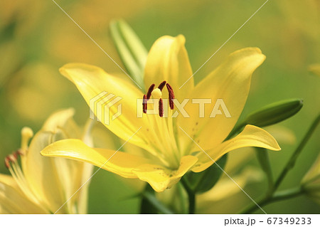 ところざわのゆり園 ところざわのゆり園 67349233