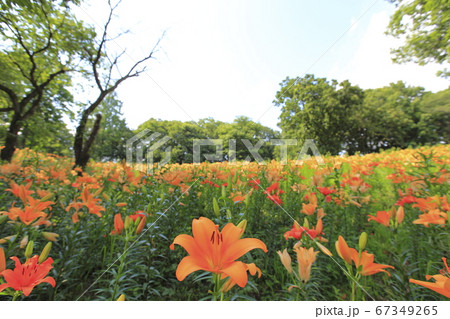 ところざわのゆり園 ところざわのゆり園 67349265