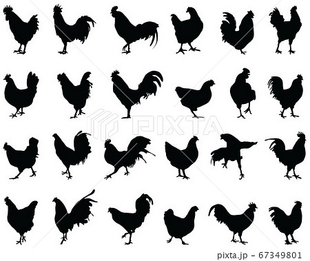 Black silhouettes of roosters and hens on a white background 67349801