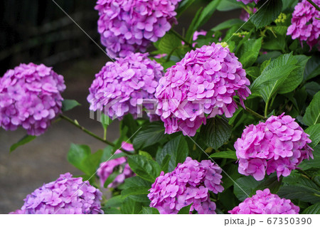 山口観音のアジサイ 山口観音のアジサイ 67350390