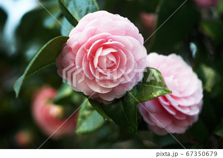 椿 乙女の花咲く 椿 乙女の花咲く 67350679