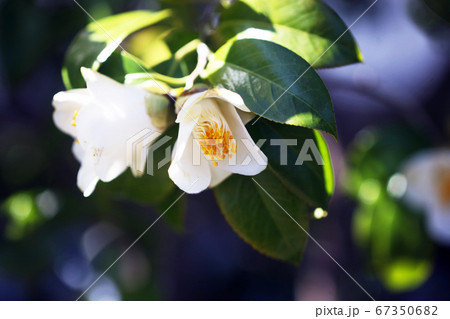 椿 白侘助の花の写真素材