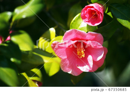 椿 土佐有楽の花 椿 土佐有楽の花 67350685