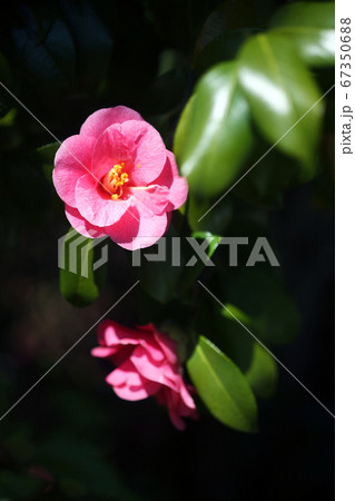 椿 土佐有楽の花 椿 土佐有楽の花 67350688