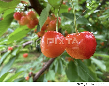 さくらんぼ狩り 67350738