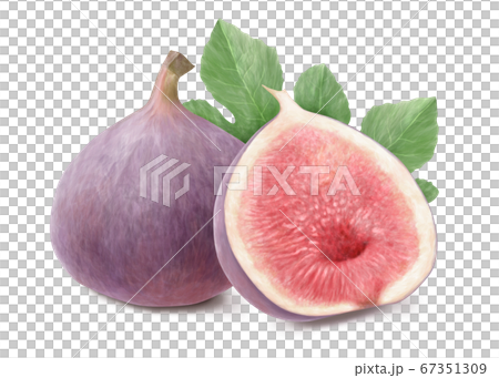 無花果和葉水彩與陰影 67351309
