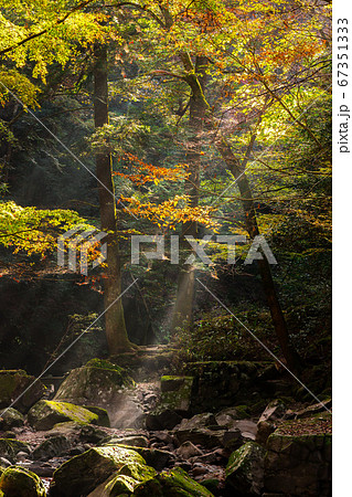 紅葉に染まる赤目四十八滝、木漏れ日（三重県名張市赤目町長坂）※作品コメント欄に撮影位置 67351333