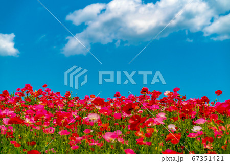 青空とポピーの花畑 青空とポピーの花畑 67351421