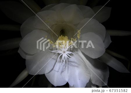 闇夜に咲く月下美人 67351582