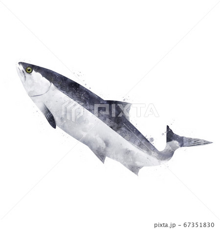 Pink Salmon, watercolor isolated illustration of a fish. 67351830