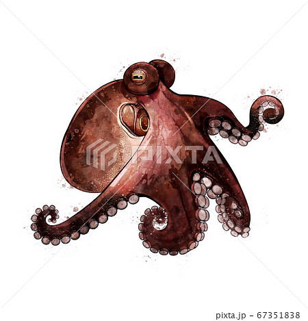 Octopus, watercolor isolated illustration of a sea animal. Octopus, watercolor isolated illustration of a sea animal. 67351838