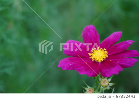 紫の花 紫の花 67352443