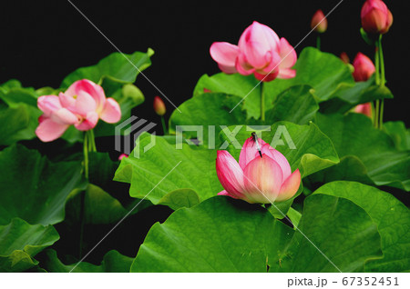万葉の里 飛び越え石の蓮の花の写真素材