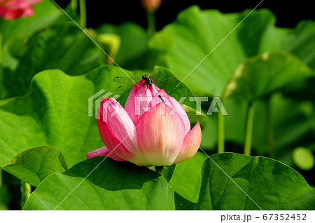 万葉の里・飛び越え石の蓮の花 67352452