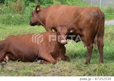 肉牛の雌牛 67352530