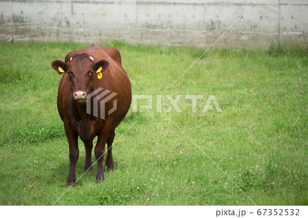 肉牛の雌牛 67352532
