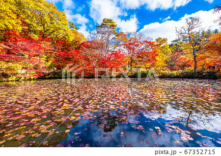 神戸森林植物園の紅葉 神戸森林植物園の紅葉 67352715