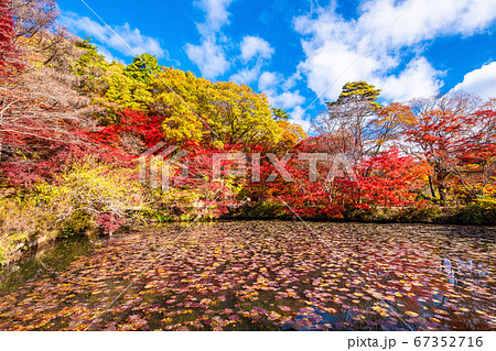 神戸森林植物園の紅葉 神戸森林植物園の紅葉 67352716