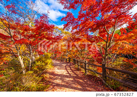 神戸森林植物園の紅葉の写真素材