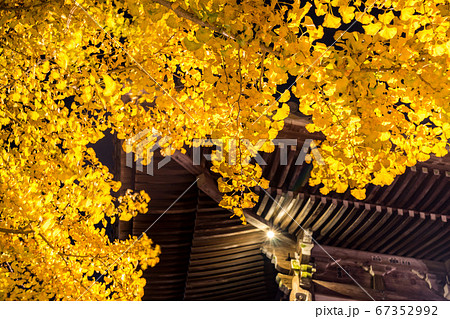播州清水寺、大講堂と銀杏の紅葉ライトアップ（兵庫県加東市平木）※作品コメント欄に撮影位置 67352992