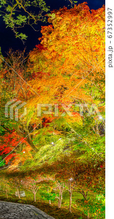 播州清水寺 紅葉ライトアップされた本坊へと続く道 兵庫県加東市平木 作品コメント欄に撮影位置の写真素材