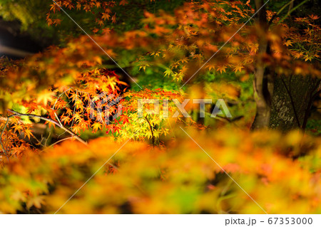 播州清水寺、煌びやかな紅葉ライトアップ（兵庫県加東市平木）※作品コメント欄に撮影位置 67353000