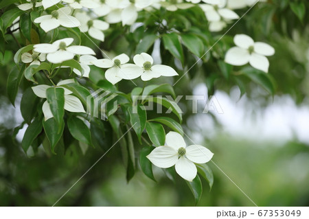 可愛い山法師の白い花弁 可愛い山法師の白い花弁 67353049