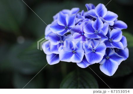 鮮やかな青紫の紫陽花 67353054