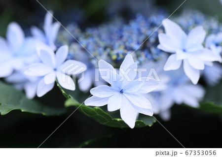 星のような愕を付けた紫陽花 67353056