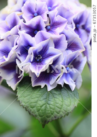 葉っぱに乗った紫の紫陽花 67353057