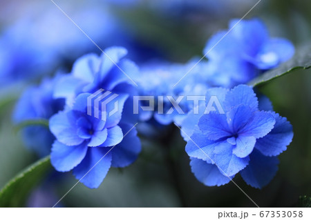 綺麗な青い愕を付けた紫陽花 67353058
