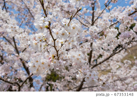 桜 67353148